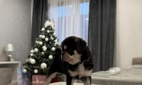Husky