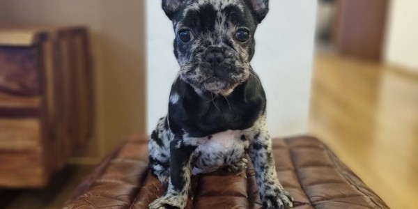 Reila
