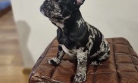 Reila