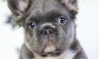 Bruno