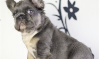 Bruno