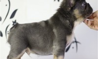 Bruno