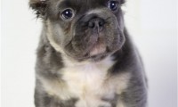 Bruno