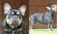 Bruno