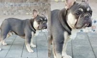 Bruno