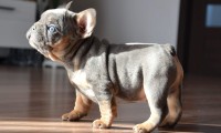 Rosco