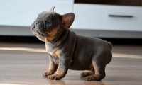 Rosco