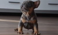 Rosco