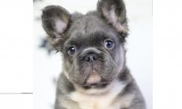 Bruno