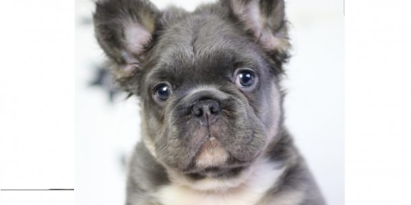 Bruno
