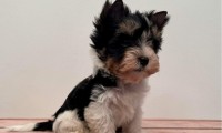 Dastie (Toy Size)