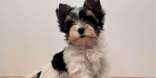 Darlie (Toy Size)