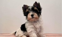 Darlie (Toy Size)