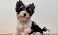 Darlie (Toy Size)