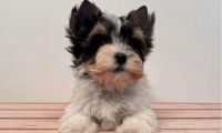 Darlie (Toy Size)