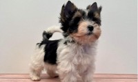 Darlie (Toy Size)