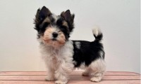 Darlie (Toy Size)