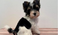 Darlie (Toy Size)