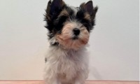 Darlie (Toy Size)