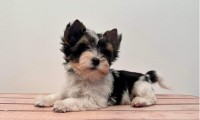 Darlie (Toy Size)