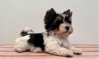 Darlie (Toy Size)