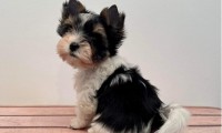 Darlie (Toy Size)