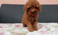 Cory (Toy poodle)