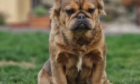 Zenit (Fluffy)