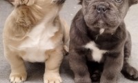 Baxy (Fluffy)