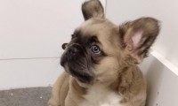 Barry (Fluffy)
