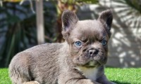 Zenit (Fluffy)
