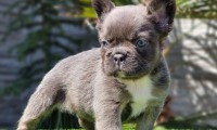 Zenit (Fluffy)