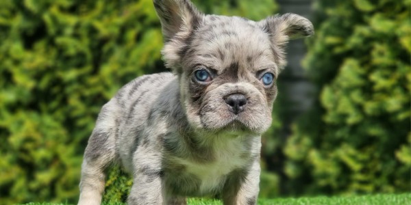 Chico Fluffy