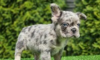 Chico Fluffy