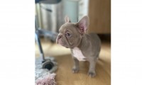 Marley