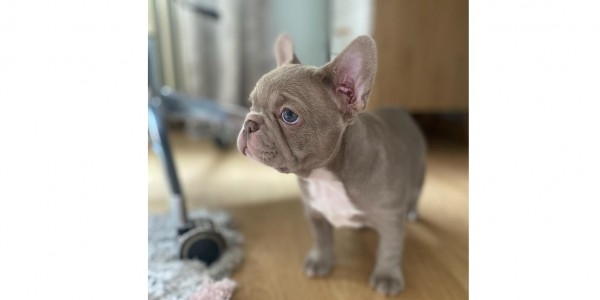 Marley