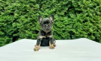 Bravion