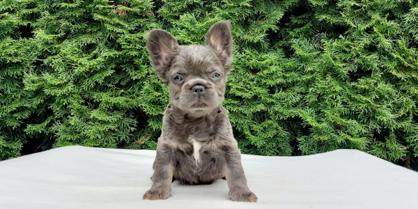 Barnie Fluffy