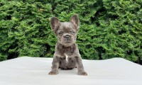 Barnie Fluffy