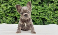 Barnie Fluffy