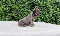 Barnie Fluffy