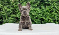 Barnie Fluffy