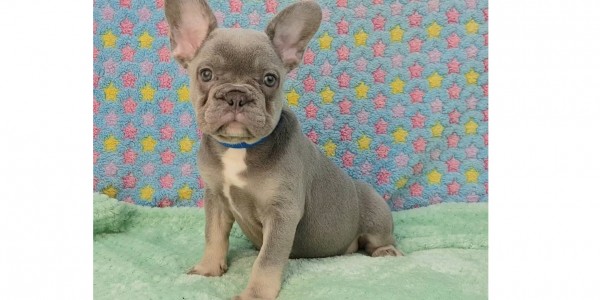 Archie