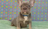 Archie