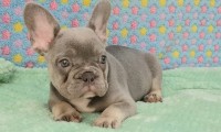 Archie