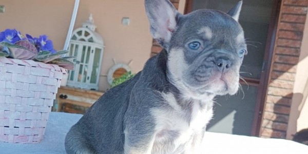 Emilio