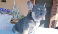 Emilio