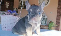 Emilio