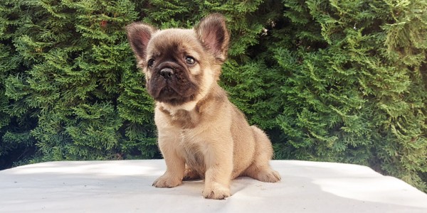 Alfie