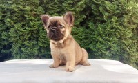 Alfie